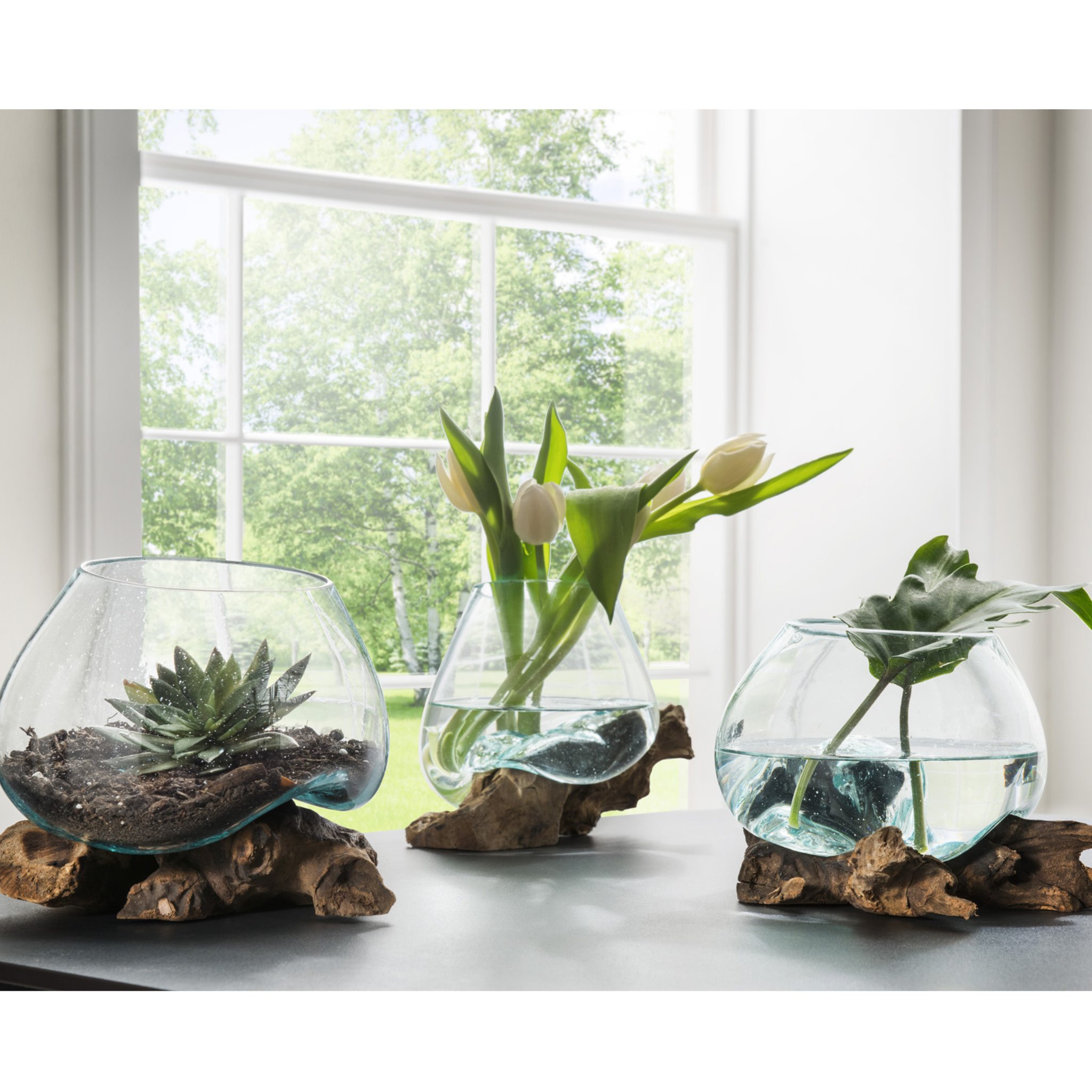 Racine décorative avec bol en verre, pièce unique