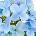 Künstliche Hortensie blau 33cm - Kunstpflanze für elegante Inneneinrichtung