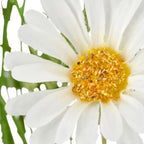 # Alt-Text

Gasper Kunstpflanze Margeriten Mix Strauß 60cm - weiße und gelbe künstliche Blumen