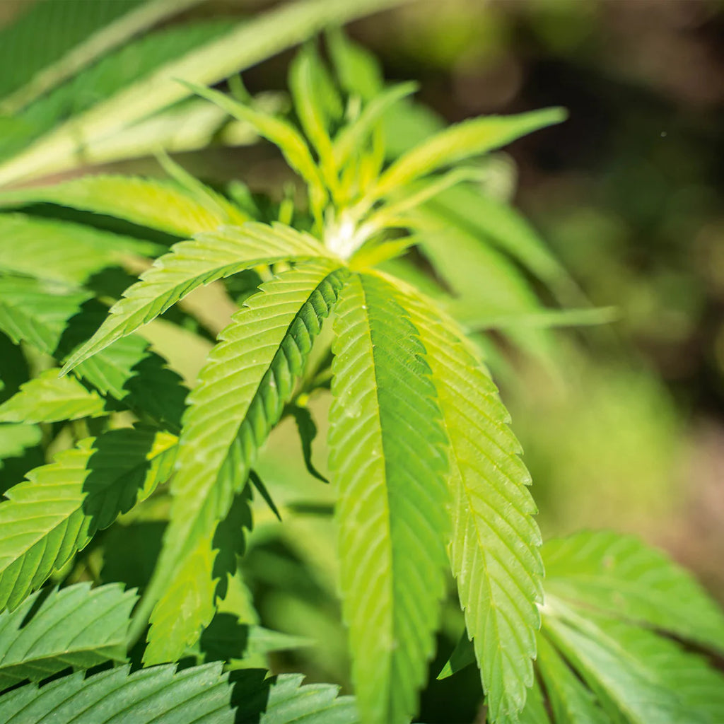 Couette en chanvre Primo 160x200