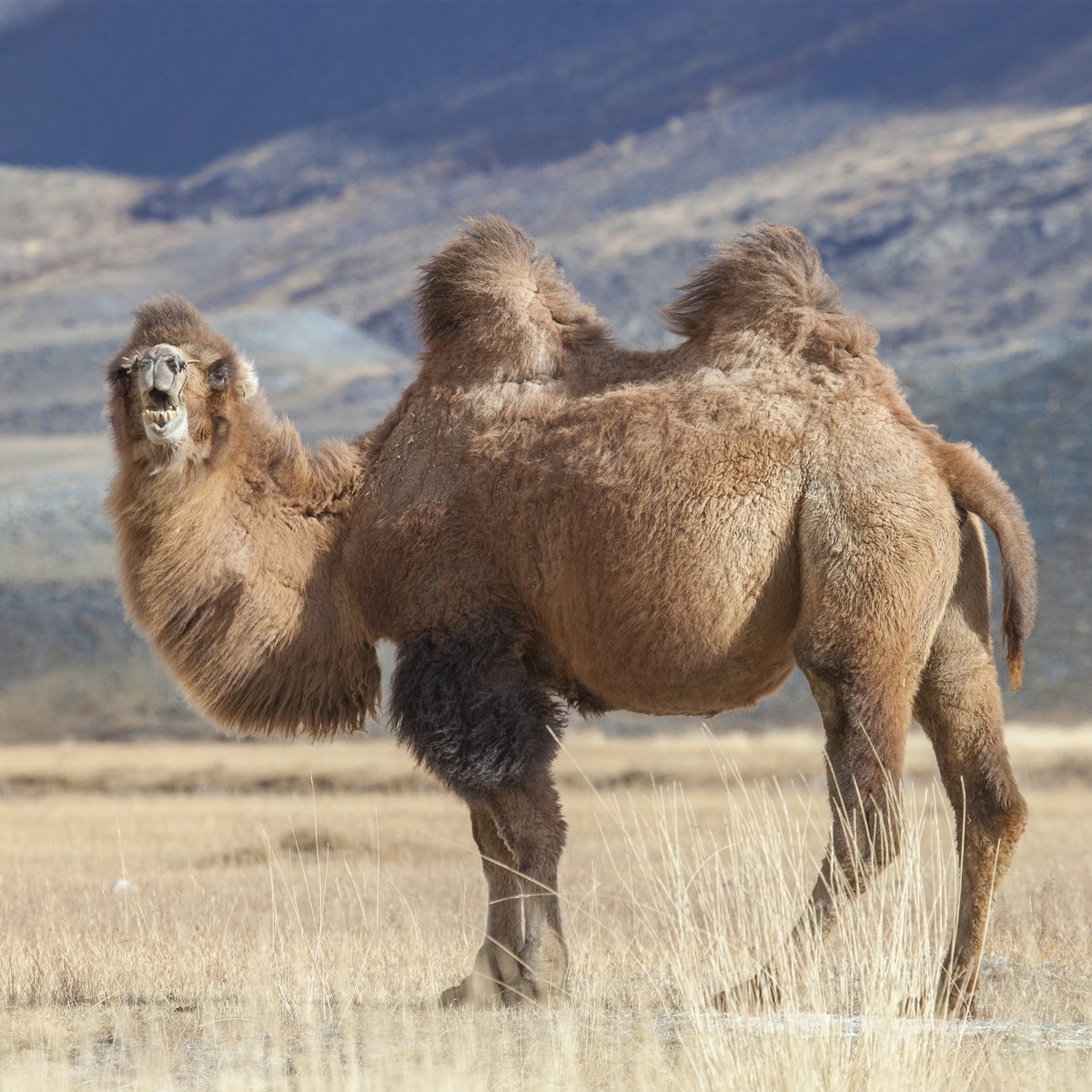 SLEEPLINE CAMEL white – Edelhaarduvet