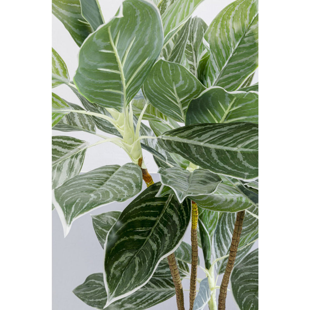 Calathea décorative, 140 cm