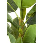 Detailaufnahme einer grünen Bananenpalme mit großen Blättern und charakteristischem Stamm